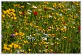 Wild Flowers